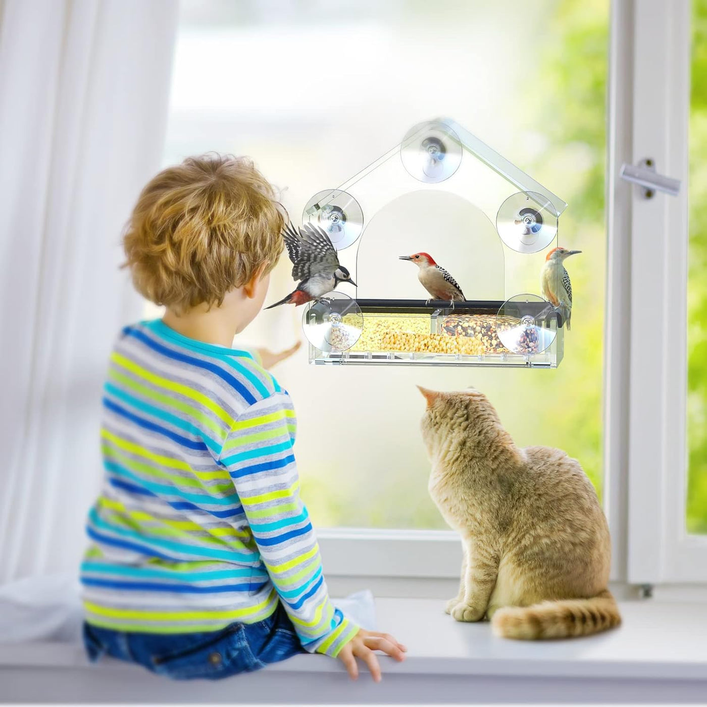 Bird Feeder Clear Acrylic Window Suction House