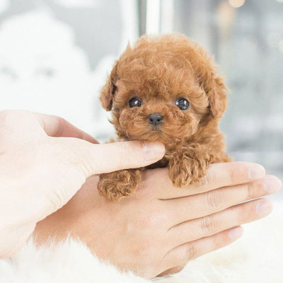 Interactive Puppy Toy Plush Companion
